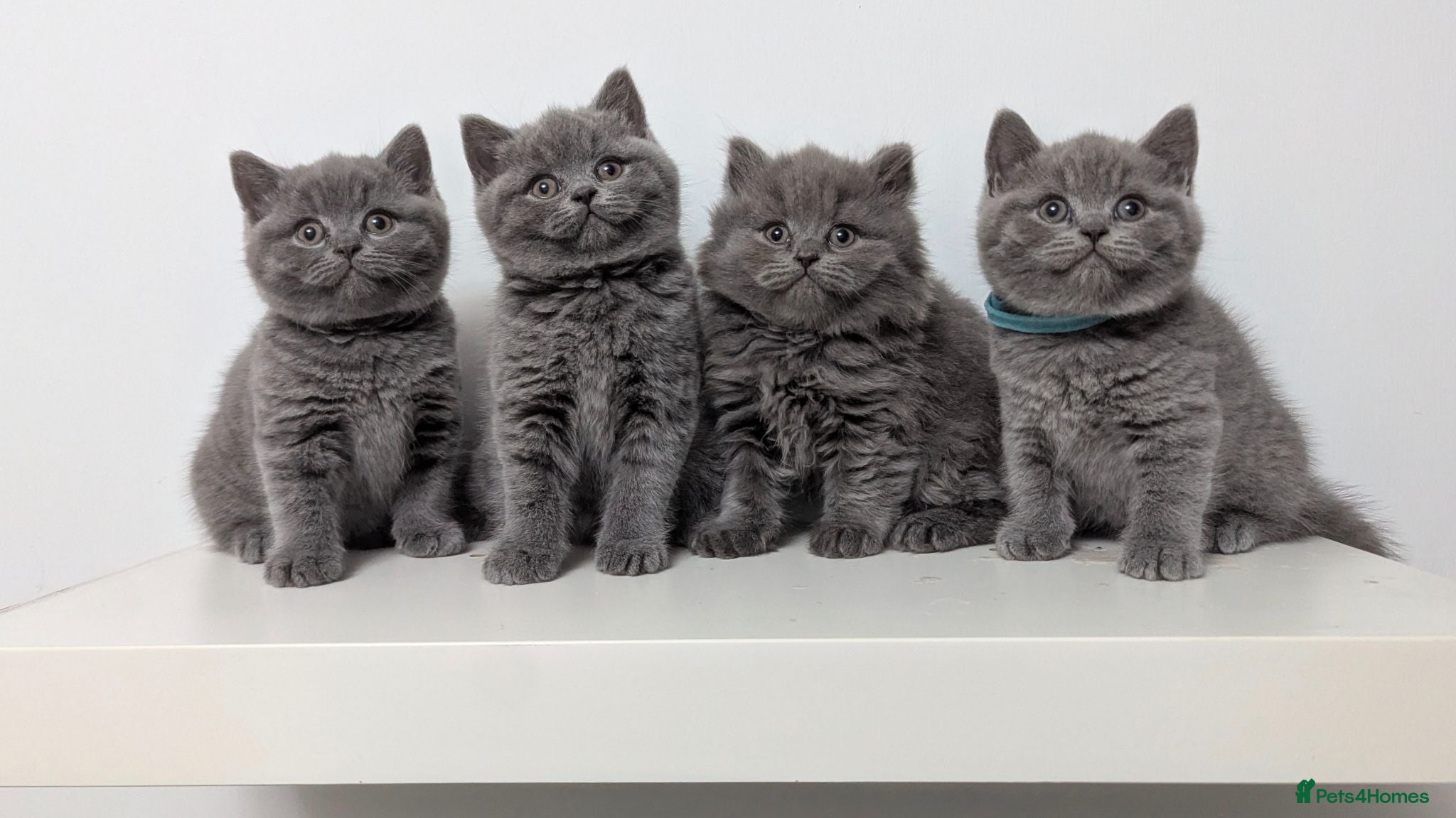 British Shorthair cats READY, Beautiful British Short/Long hair kittens - Advert 1