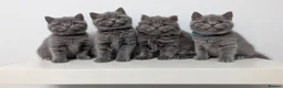British Shorthair cats for sale: READY, Beautiful British Short/Long hair kittens - Advert 1