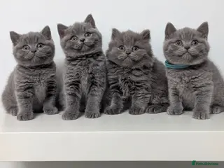 British Shorthair cats READY, Beautiful British Short/Long hair kittens - Advert 1