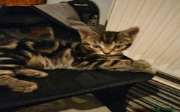 Mixed Breed cats for sale: 3 Beautiful Tabby fluffy Kittens - Image 6