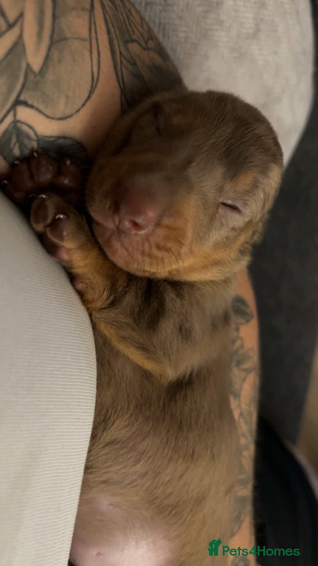 Miniature Dachshund dogs for sale: Last male miniature chocolate dapple dachshund - Image 3