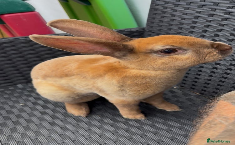 Rex rabbits - Advert 1