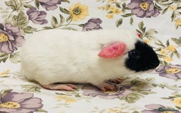 Guinea Pig rodents for sale: Beautiful mix of baby male Guineapigs  - Advert 15