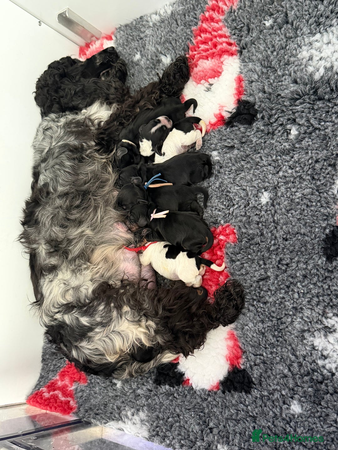 Cocker Spaniel dogs for sale: KC Registered Show Cocker puppies  - Advert 3