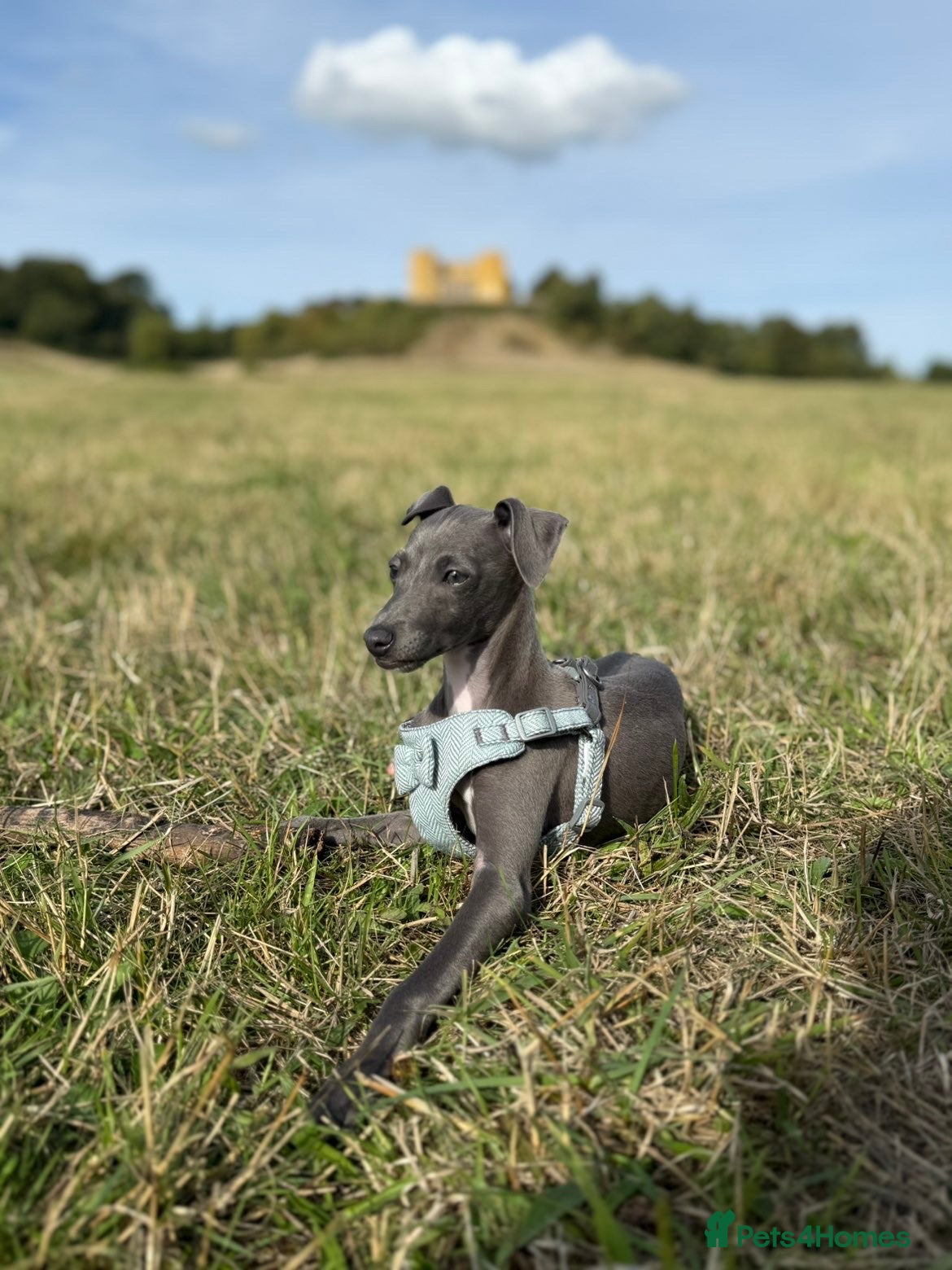 Italian Greyhound dogs In need of a new loving home🩵  - Advert 1