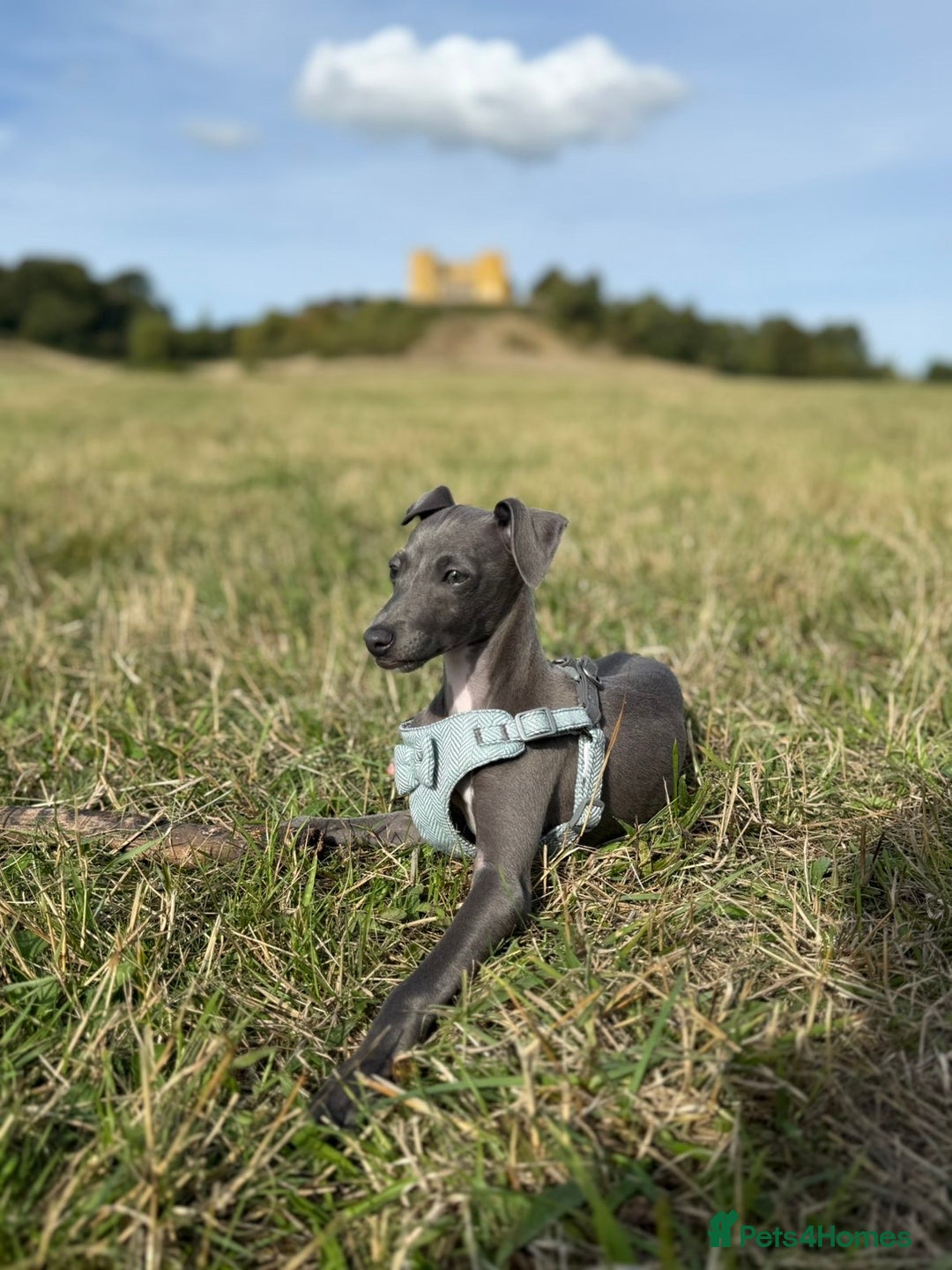 Italian Greyhound dogs for sale: In need of a new loving home🩵  - Advert 1