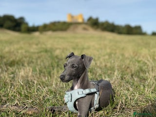 Italian Greyhound dogs In need of a new loving home🩵 - Advert 1