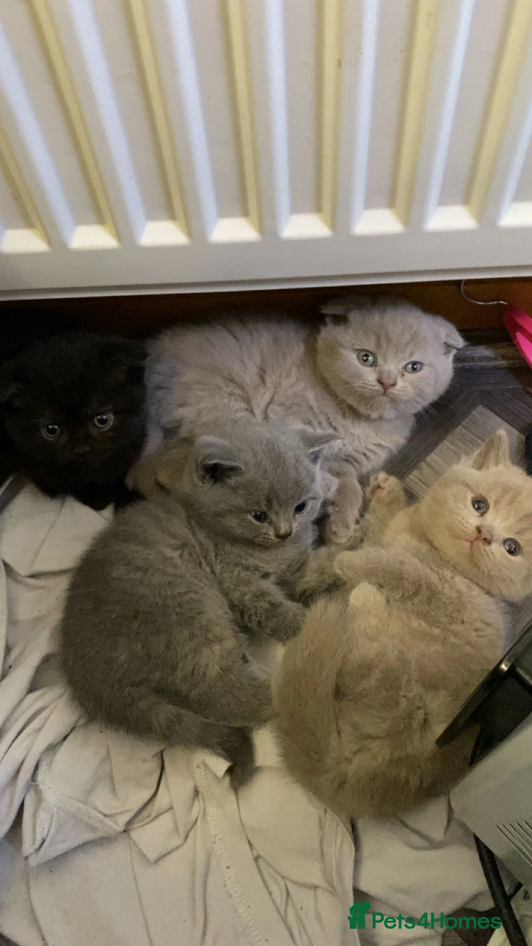 British Shorthair cats for sale: British short hairs - Advert 1
