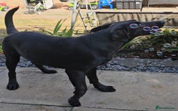 Labrador Retriever dogs for sale: Charcoal Labrador Retriever  - Image 3