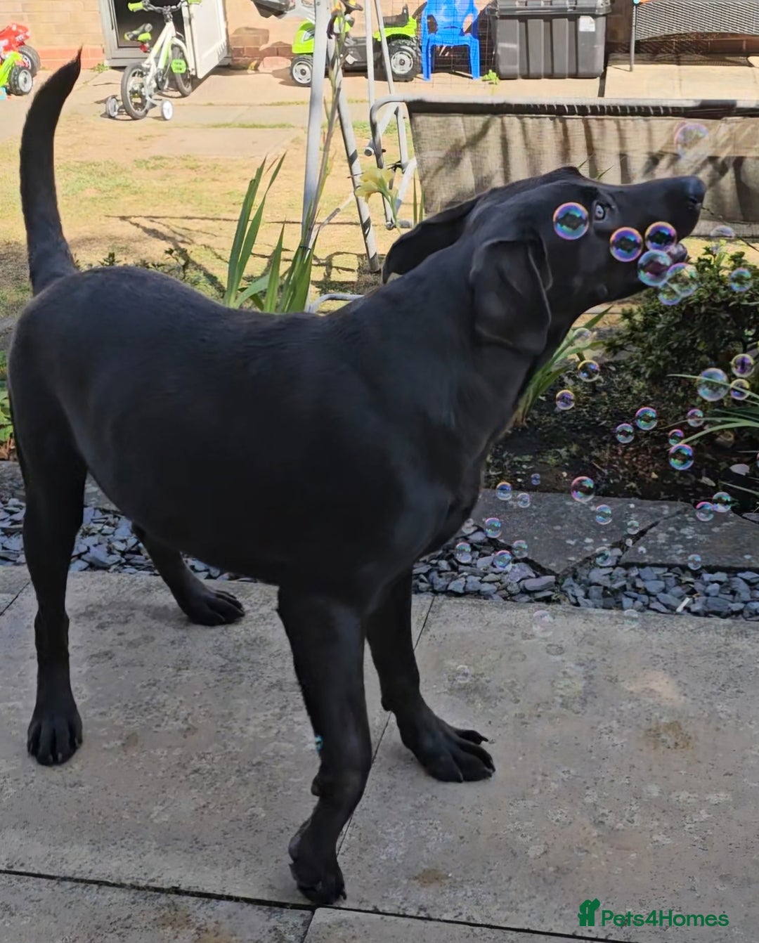 Labrador Retriever dogs for sale: Charcoal Labrador Retriever  - Image 3