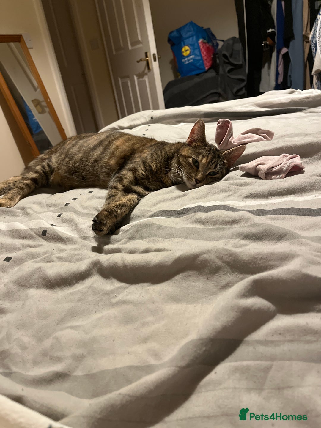 Mixed Breed cats for sale: 🌸 Meet Nala – ready soon for her forever home! 🌸 - Image 8