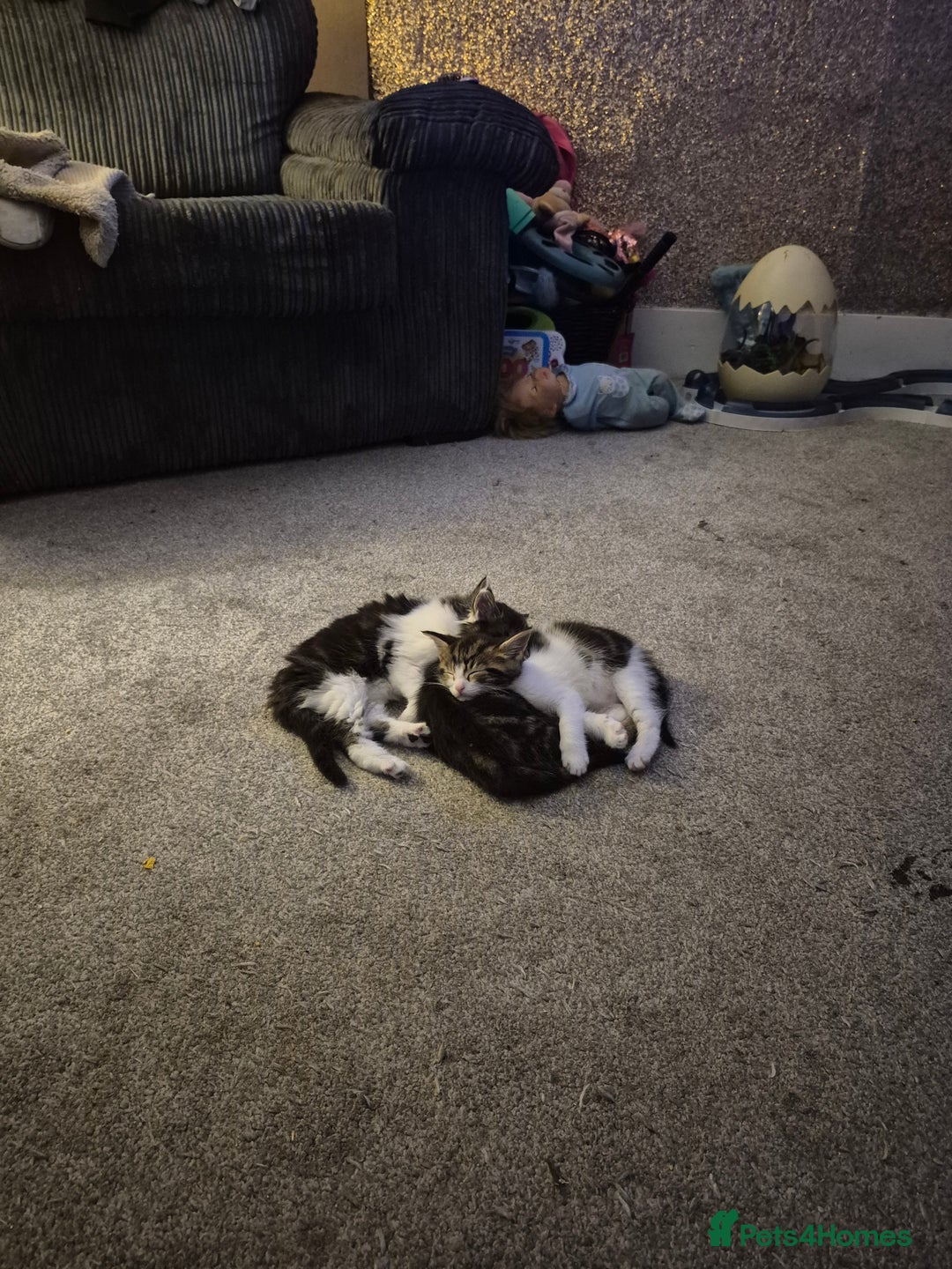 Maine Coon cats for sale: Mainecoon x domestic  - Advert 4