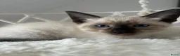 Siamese cats for sale: 7 Siamese Kittens  - Advert 16