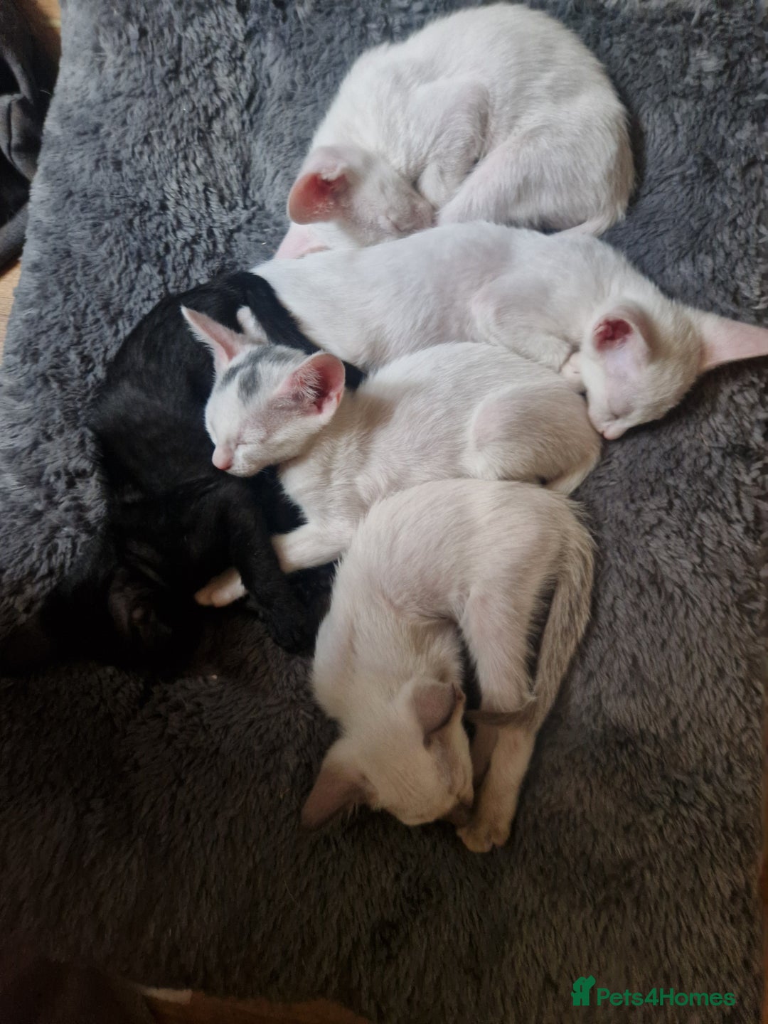 Mixed Breed cats for sale: Mixed breed kittens siamese cross Oriental  - Image 1