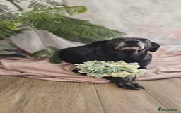 Mixed Breed dogs for adoption: A joint home needed for two Grandma’s - Image 4