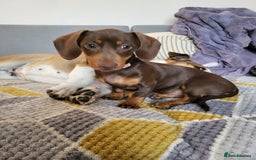 Dachshund dogs for sale: Mini choco dachshund - Image 2