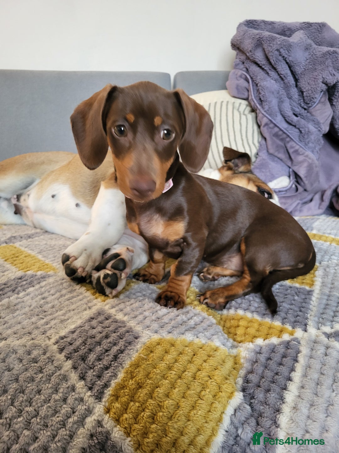 Dachshund dogs for sale: Mini choco dachshund - Image 2
