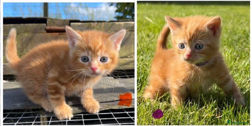 Mixed Breed cats Pure Ginger Mackerel Tabbies - Advert 19