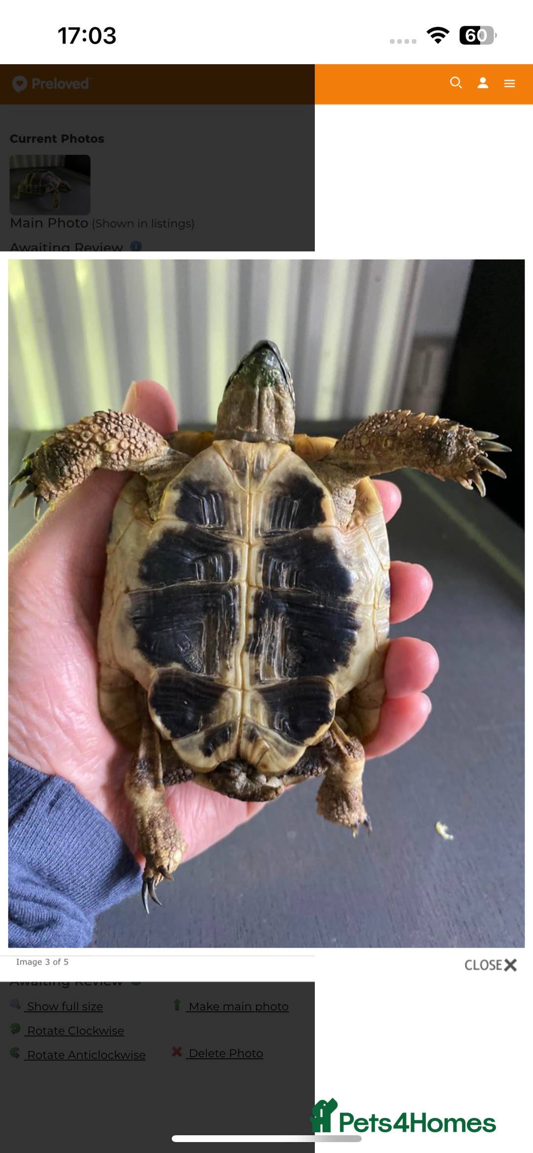 Tortoise reptiles for sale: 3yo Hermann’s tortoise with the whole set up - Advert 2