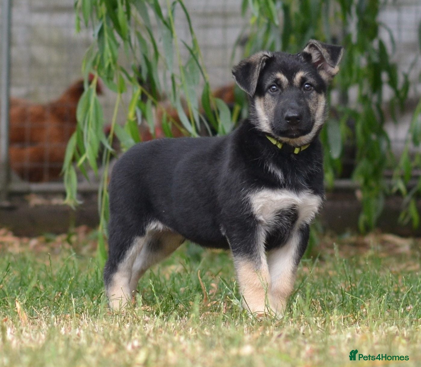 German Shepherd dogs ⭐ Rare East European Shepherd Puppies UK - Advert 2