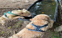 American Bully dogs for sale: Male pocket bully  - Image 6