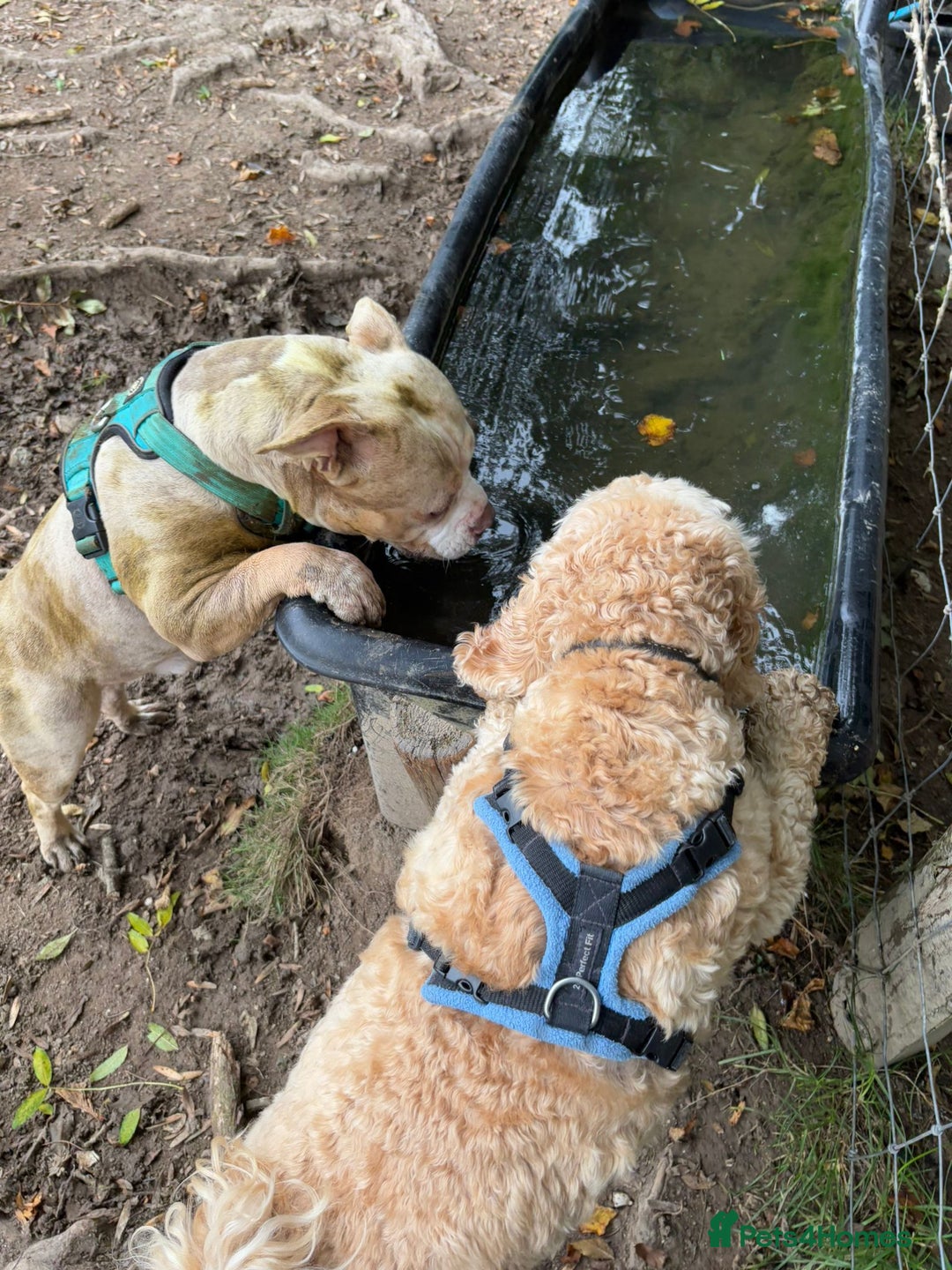 American Bully dogs for sale: Male pocket bully  - Image 6