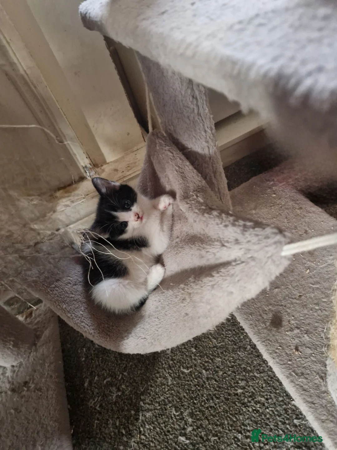 Mixed Breed cats for sale: Beautuful Kittens waiting for their furever homes - Advert 2