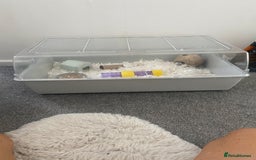 Hamster rodents for sale: Very tame Russian hamster  - Image 3