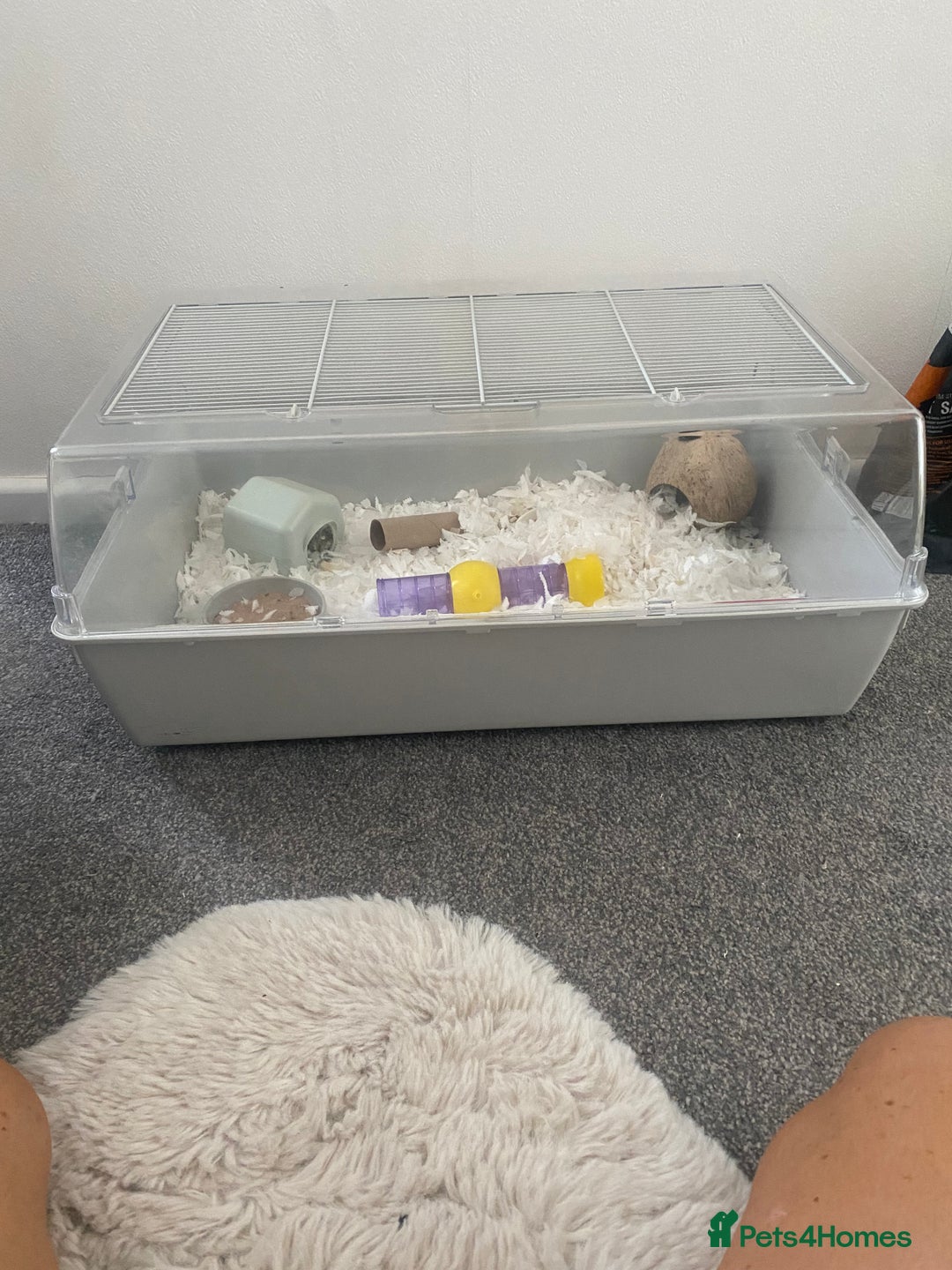 Hamster rodents for sale: Very tame Russian hamster  - Image 3