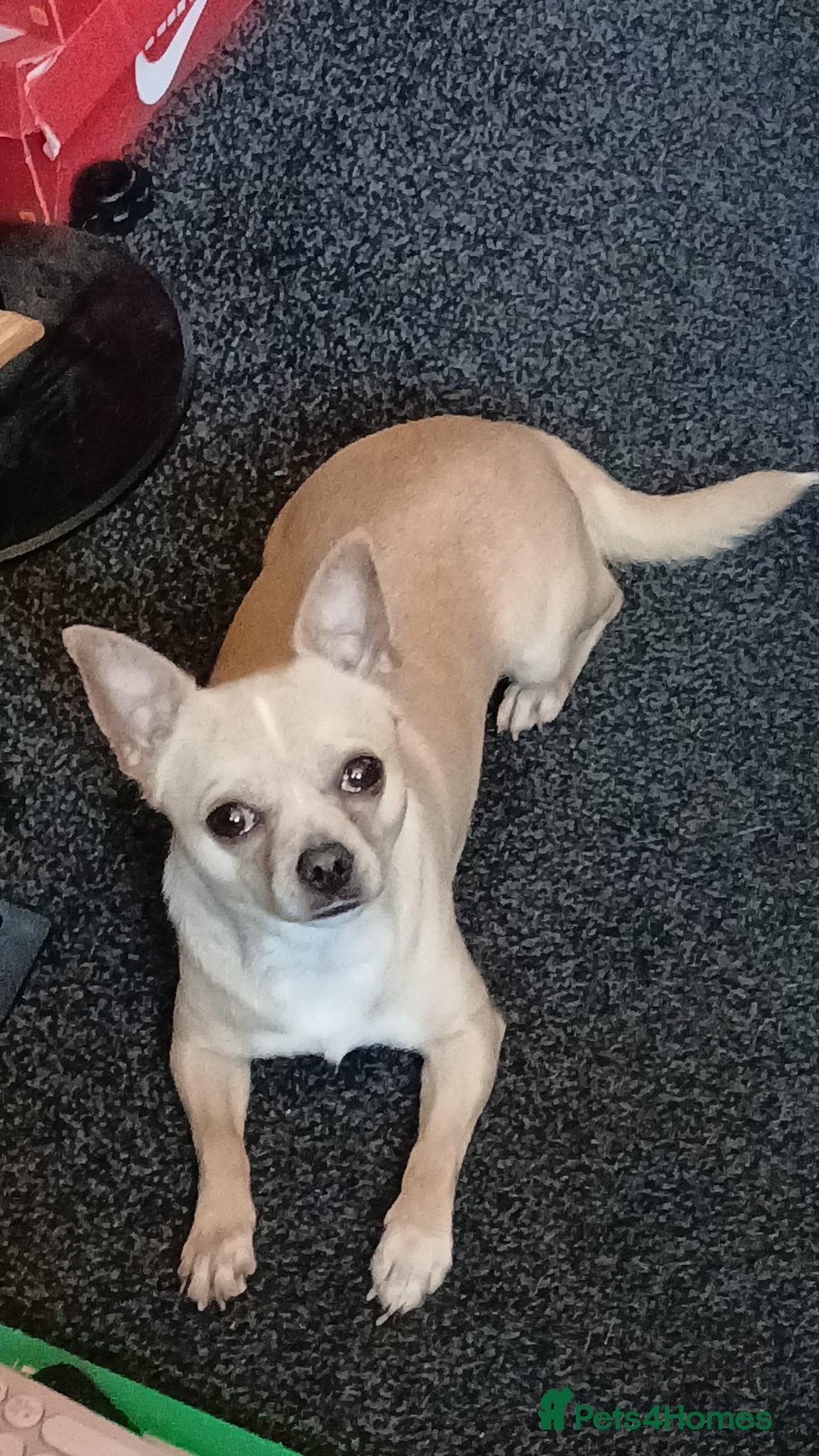 Chihuahua dogs Stud  - Advert 1