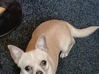 Chihuahua dogs Stud - Advert 1