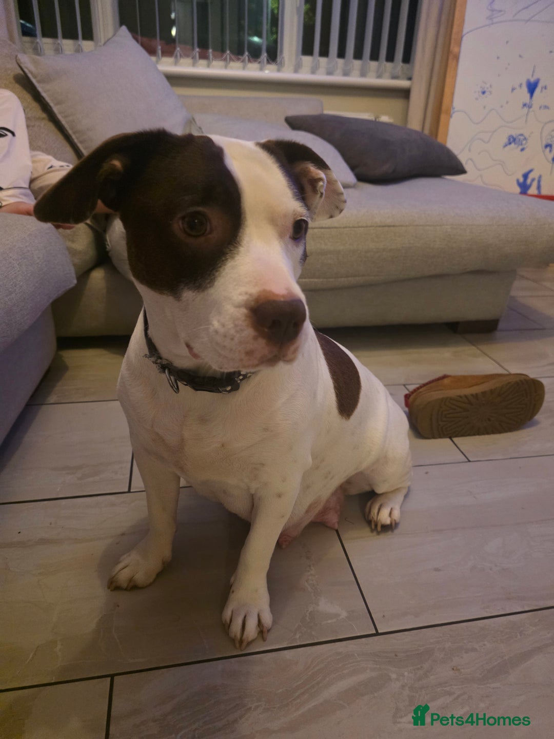 Staffordshire Bull Terrier dogs for sale: Staffy pups  - Advert 9