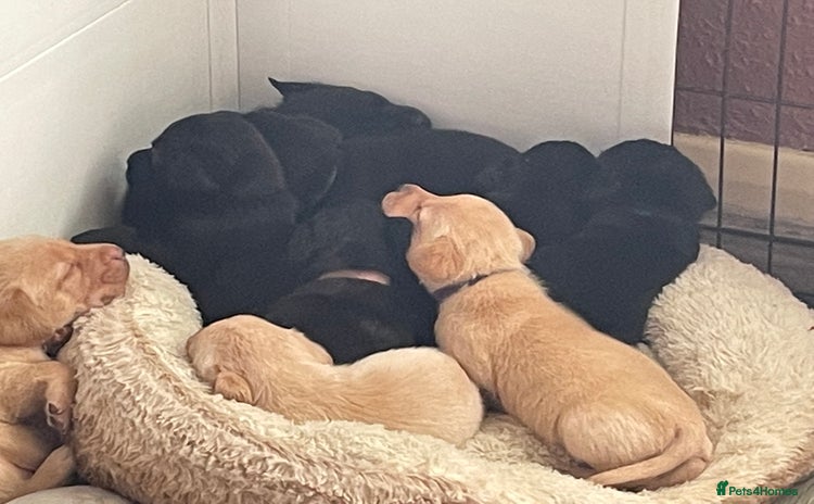 Labrador Retriever dogs - Advert 16