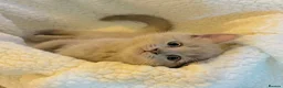Russian Blue cats for sale: Ready Friday Russian Blue/British Shorthair - Advert 4
