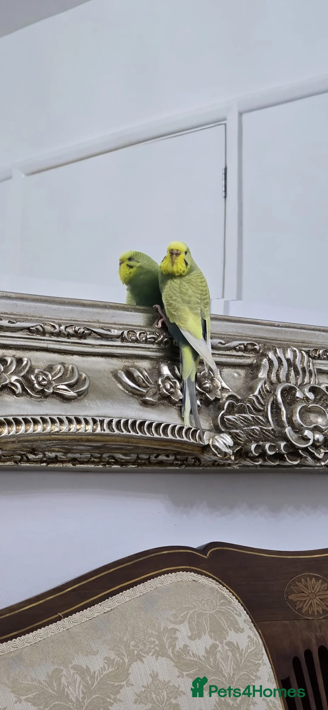 Budgerigars birds for sale: Beautiful female budgie in Godalming - Advert 3