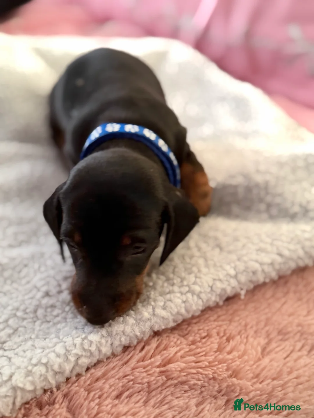 Dachshund dogs for sale: Dachshund  - Advert 4