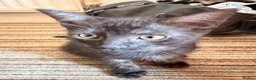 Mixed Breed cats for sale: Beautiful Ragdoll mix kittens. - Advert 34