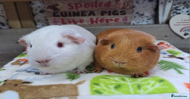 Guinea Pig rodents Two Female Guinea Pigs - Leeds area - Advert 6
