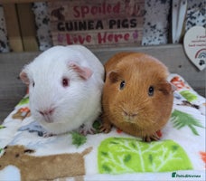 Guinea Pig rodents Two Female Guinea Pigs - Leeds area - Advert 3