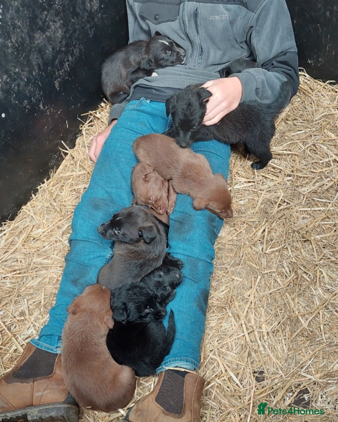Mixed Breed dogs for sale: Beautiful friendly Labrador x Welsh Collie Puppies - Image 3