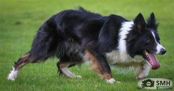 Border Collie dogs 3 lovely pups for sale - Advert 6