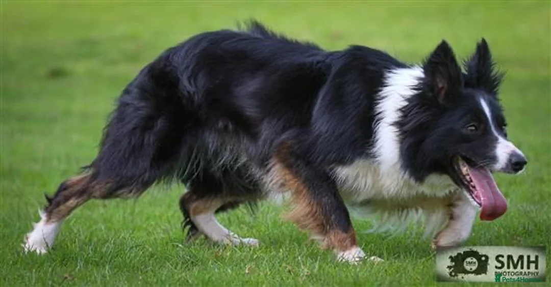 Border Collie dogs for sale: 3 lovely pups for sale - Advert 1