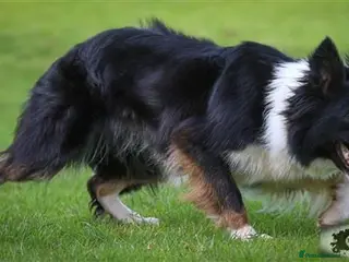 Border Collie dogs 3 lovely pups for sale - Advert 11