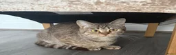 British Shorthair cats for sale: golden british shorthair kitten  - Advert 5
