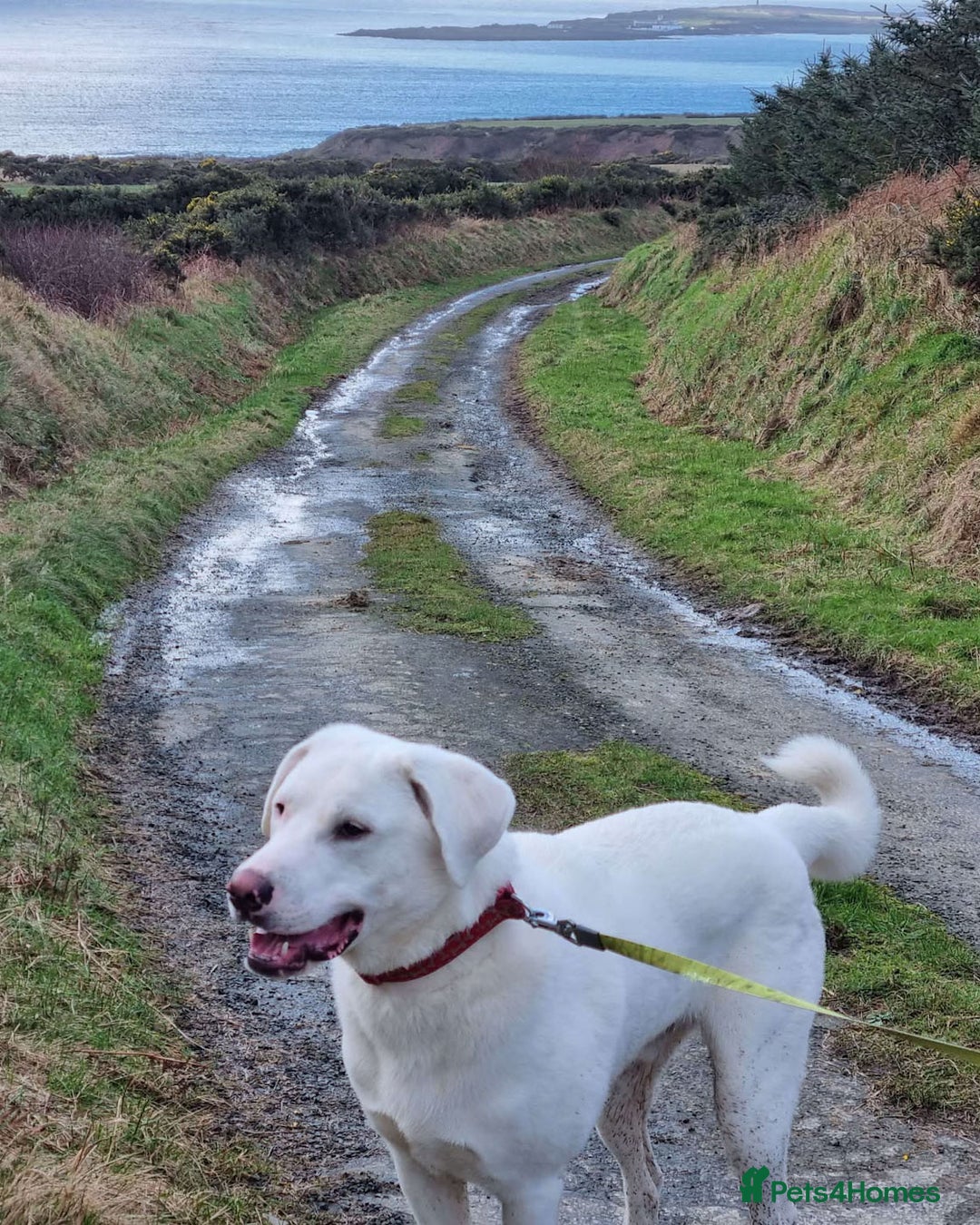 Mixed Breed dogs for adoption: DOUGIE - looking for an active guardian. - Image 7