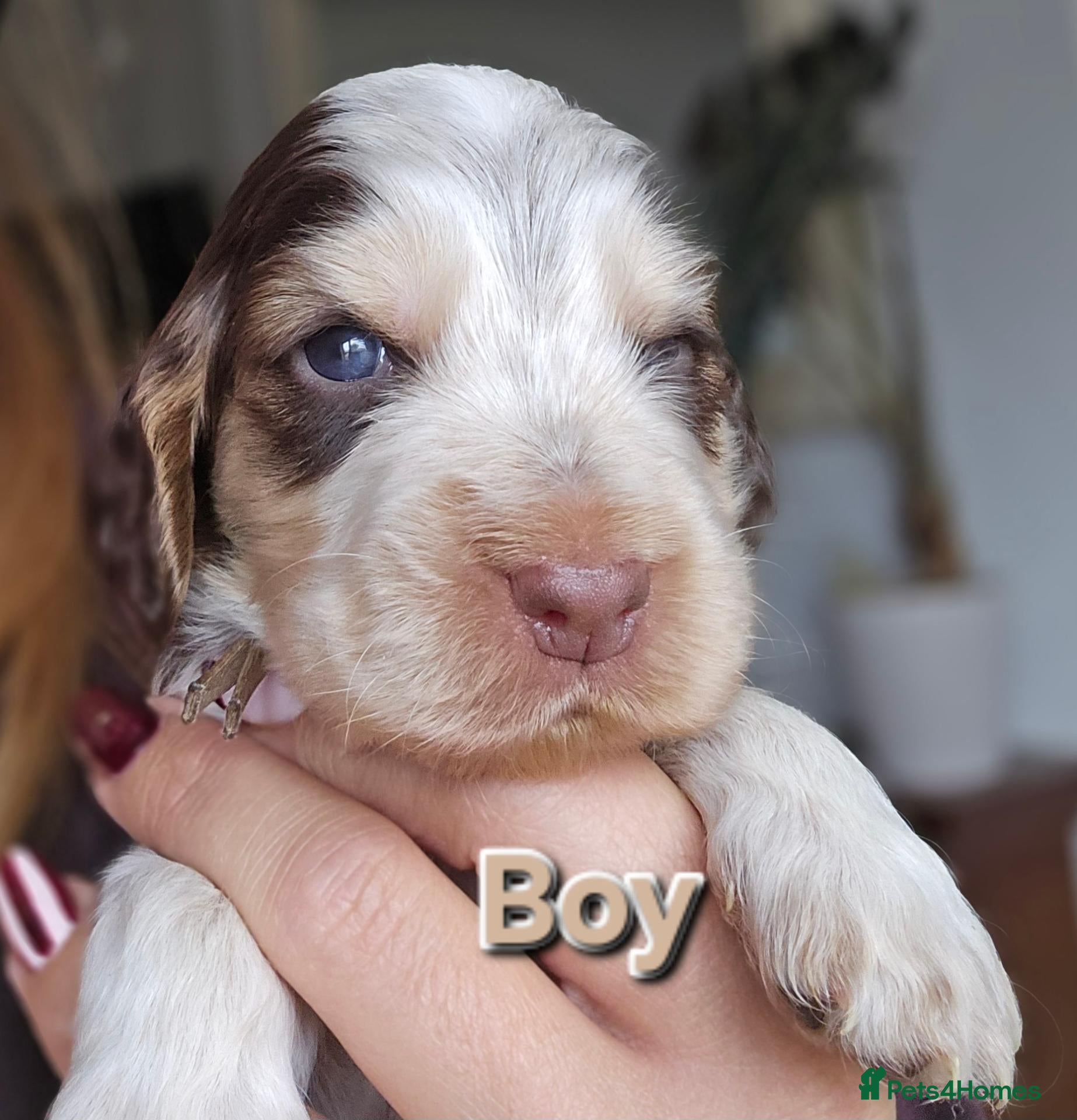 Cocker Spaniel dogs Show Cocker Spaniel Puppies Chocolate - Advert 1