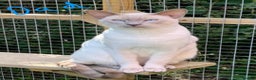 Siamese cats for sale: Beautiful Traditional Siamese Kittens  - Advert 7