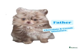 Pomeranian dogs for sale: 1 Male Pomeranian Puppy Left‼️ - Advert 4