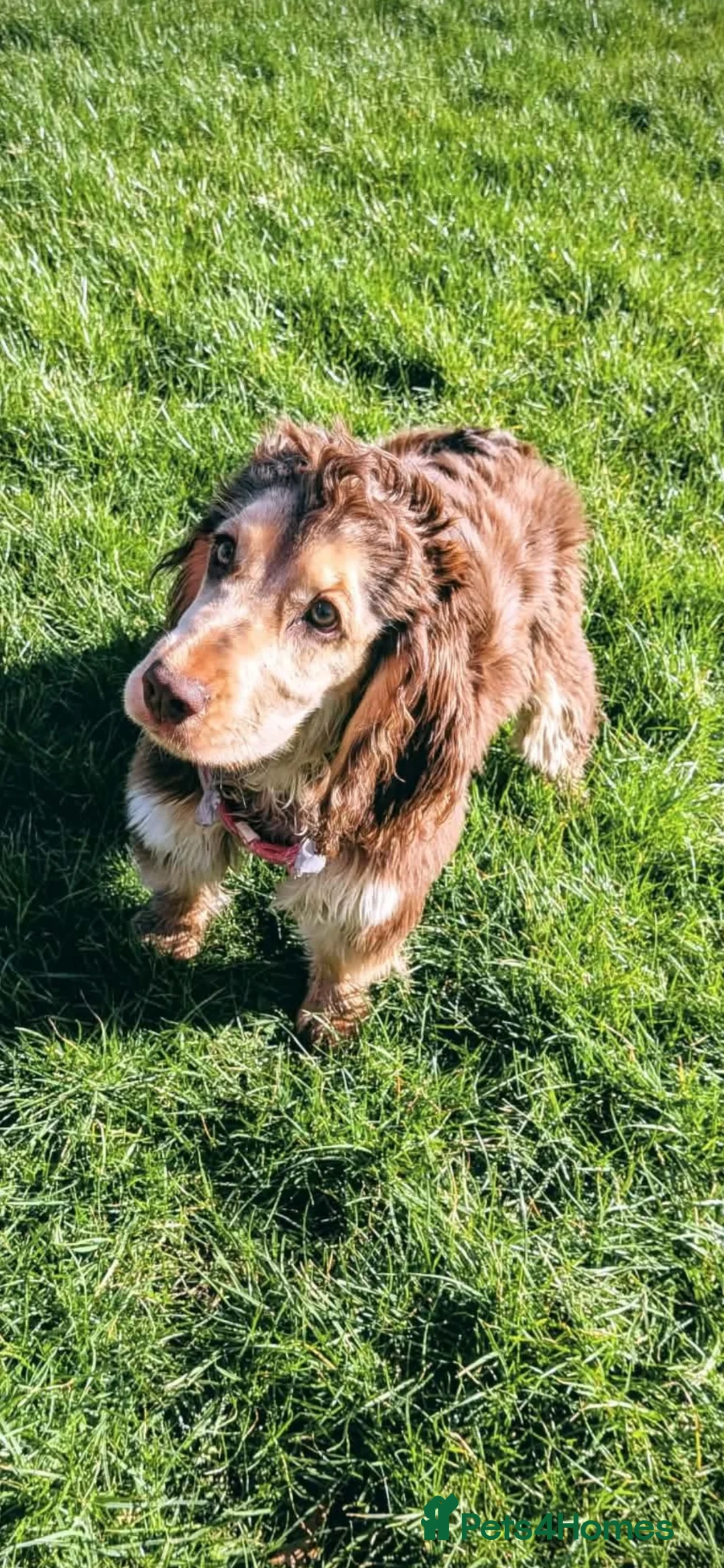 Cocker Spaniel dogs for sale: Maggy  in Darlington - Advert 6