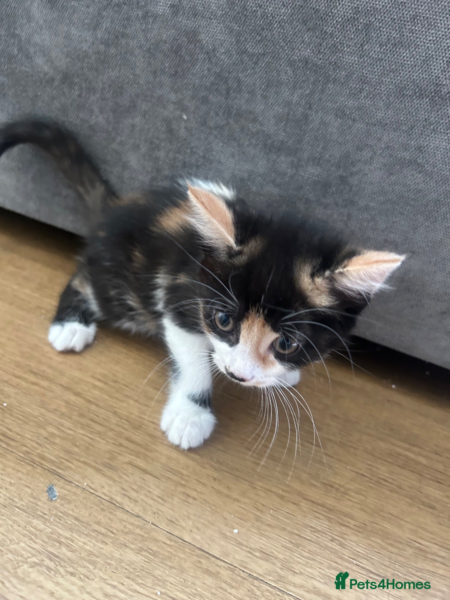 Mixed Breed cats 1 gorgeous female kitten available  - Advert 1